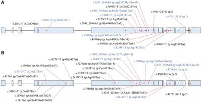 High prevalence of ALPK3 premature terminating variants in Korean hypertrophic cardiomyopathy patients
